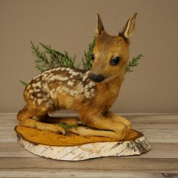 Preparato di cerbiatto sdraiato, modellino molto piccolo di Bambi, altezza 23 cm, preparato naturalistico su disco di betulla