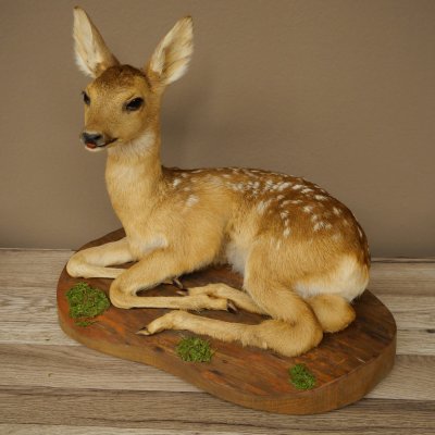 Preparato di cerbiatto in posizione sdraiata, altezza 38 cm. Bambi, cerbiatto, preparato di animale 89.11.78