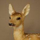 Preparato di cerbiatto in posizione sdraiata, altezza 38 cm. Bambi, cerbiatto, preparato di animale 89.11.78