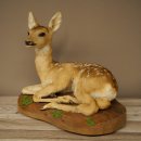 Preparato di cerbiatto in posizione sdraiata, altezza 38 cm. Bambi, cerbiatto, preparato di animale 89.11.78