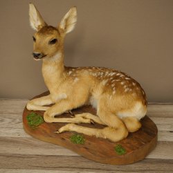 Preparato di cerbiatto in posizione sdraiata, altezza 38 cm. Bambi, cerbiatto, preparato di animale 89.11.78