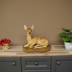 Preparato di cerbiatto in posizione sdraiata, altezza 38 cm. Bambi, cerbiatto, preparato di animale 89.11.78