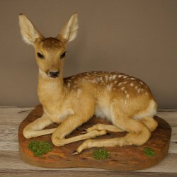 Preparato di cerbiatto in posizione sdraiata, altezza 38 cm. Bambi, cerbiatto, preparato di animale 89.11.78