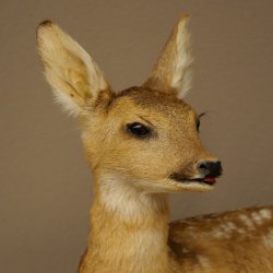 Preparato di cerbiatto in posizione sdraiata, altezza 38 cm. Bambi, cerbiatto, preparato di animale 89.11.78
