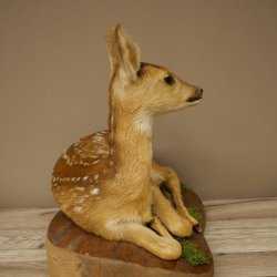 Preparato di cerbiatto in posizione sdraiata, altezza 38 cm. Bambi, cerbiatto, preparato di animale 89.11.78