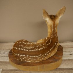 Preparato di cerbiatto in posizione sdraiata, altezza 38 cm. Bambi, cerbiatto, preparato di animale 89.11.78