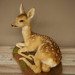 Preparato di cerbiatto in posizione sdraiata, altezza 38 cm. Bambi, cerbiatto, preparato di animale 89.11.78