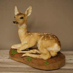 Preparato di cerbiatto in posizione sdraiata, altezza 38 cm. Bambi, cerbiatto, preparato di animale 89.11.78