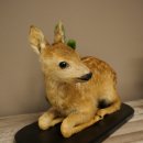 Faux-gibier : faon couché, faon plus âgé, hauteur 31 cm, faux-gibier Bambi 89.11.79