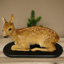 Faux-gibier : faon couché, faon plus âgé, hauteur 31 cm, faux-gibier Bambi 89.11.79