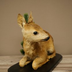Faux-gibier : faon couché, faon plus âgé, hauteur 31 cm, faux-gibier Bambi 89.11.79