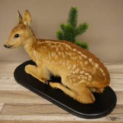 Faux-gibier : faon couché, faon plus âgé, hauteur 31 cm, faux-gibier Bambi 89.11.79