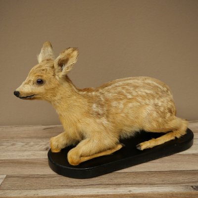 Faux-faon empaillé, couché sur un socle noir, jeune faon, hauteur 30 cm, empaillage de Bambi, 89.11.80