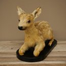 Faux-faon empaillé, couché sur un socle noir, jeune faon, hauteur 30 cm, empaillage de Bambi, 89.11.80