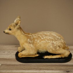 Faux-faon empaillé, couché sur un socle noir, jeune faon, hauteur 30 cm, empaillage de Bambi, 89.11.80