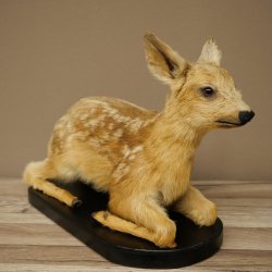 Faux-faon empaillé, couché sur un socle noir, jeune faon, hauteur 30 cm, empaillage de Bambi, 89.11.80