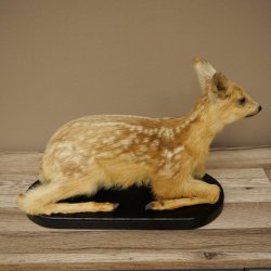Faux-faon empaillé, couché sur un socle noir, jeune faon, hauteur 30 cm, empaillage de Bambi, 89.11.80