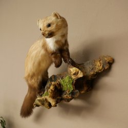 Marta común. Marta en una rama. Espécimen decorativo. Altura: 33 cm. Espécimen animal 89.5.242