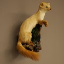 Marter, steenmarter, opgezette marter, decoratie, hoogte...