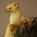 Marder Steinmarder Präparat Deko Höhe 44 m Tierpräparat 89.5.245