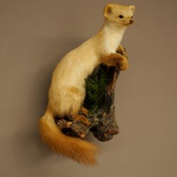 Marder Steinmarder Präparat Deko Höhe 44 m Tierpräparat 89.5.245