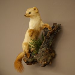Marder Steinmarder Präparat Deko Höhe 44 m Tierpräparat 89.5.245