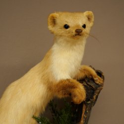 Marder Steinmarder Präparat Deko Höhe 44 m Tierpräparat 89.5.245