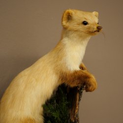 Marder Steinmarder Präparat Deko Höhe 44 m Tierpräparat 89.5.245