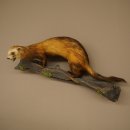Opgezette bunzing, hoogte 28 cm, op een tak, met open...