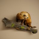 Opgezette bunzing, hoogte 28 cm, op een tak, met open...
