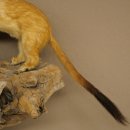 Hermelin Wiesel Sommer Fell Präparat Höhe 18 cm Tierpräparat 89.2.94