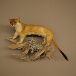 Hermelin Wiesel Sommer Fell Präparat Höhe 18 cm Tierpräparat 89.2.94