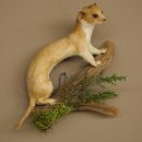 Souris-belette empaillée, hauteur 20 cm, animal...
