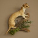 Souris-belette empaillée, hauteur 20 cm, animal...