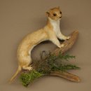 Souris-belette empaillée, hauteur 20 cm, animal empaillé, décoration taxidermique 89.3.31