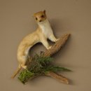 Souris-belette empaillée, hauteur 20 cm, animal empaillé, décoration taxidermique 89.3.31