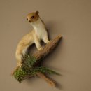 Souris-belette empaillée, hauteur 20 cm, animal empaillé, décoration taxidermique 89.3.31