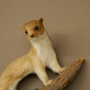 Souris-belette empaillée, hauteur 20 cm, animal empaillé, décoration taxidermique 89.3.31