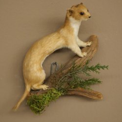 Souris-belette empaillée, hauteur 20 cm, animal empaillé, décoration taxidermique 89.3.31