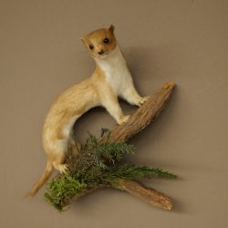 Souris-belette empaillée, hauteur 20 cm, animal empaillé, décoration taxidermique 89.3.31