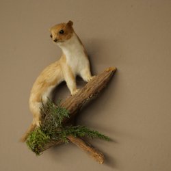 Souris-belette empaillée, hauteur 20 cm, animal empaillé, décoration taxidermique 89.3.31