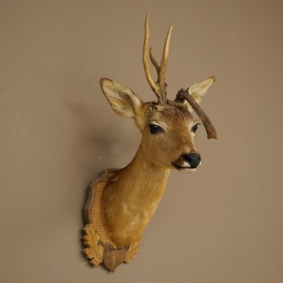 Tête de chevreuil mâle avec bois anormaux, montage taxidermique, hauteur 56 cm ; tête de chevreuil mâle montée sur un socle sculpté