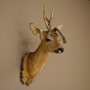 Tête de chevreuil mâle avec bois anormaux, montage taxidermique, hauteur 56 cm ; tête de chevreuil mâle montée sur un socle sculpté