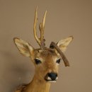 Tête de chevreuil mâle avec bois anormaux, montage taxidermique, hauteur 56 cm ; tête de chevreuil mâle montée sur un socle sculpté