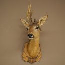 Tête de chevreuil mâle avec bois anormaux, montage taxidermique, hauteur 56 cm ; tête de chevreuil mâle montée sur un socle sculpté