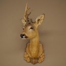 Tête de chevreuil mâle avec bois anormaux, montage taxidermique, hauteur 56 cm ; tête de chevreuil mâle montée sur un socle sculpté