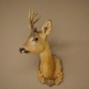 Tête de chevreuil mâle avec bois anormaux, montage taxidermique, hauteur 56 cm ; tête de chevreuil mâle montée sur un socle sculpté