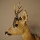 Tête de chevreuil mâle avec bois anormaux, montage taxidermique, hauteur 56 cm ; tête de chevreuil mâle montée sur un socle sculpté