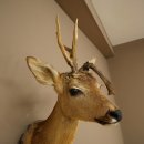 Tête de chevreuil mâle avec bois anormaux, montage taxidermique, hauteur 56 cm ; tête de chevreuil mâle montée sur un socle sculpté