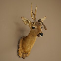 Tête de chevreuil mâle avec bois anormaux, montage taxidermique, hauteur 56 cm ; tête de chevreuil mâle montée sur un socle sculpté